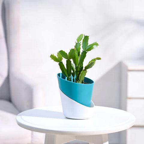 Christmas Cactus