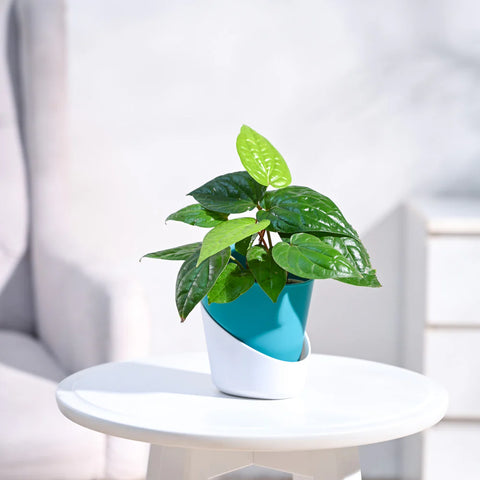 Betel Leaf