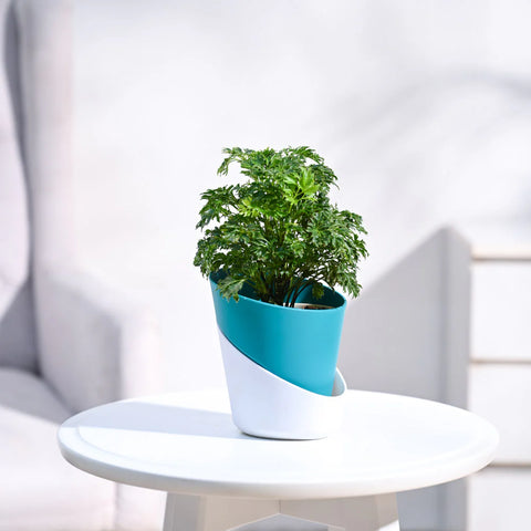 Aralia Golden