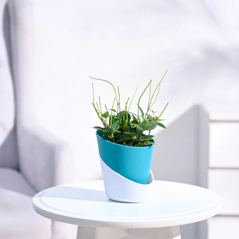 Peperomia Angulata