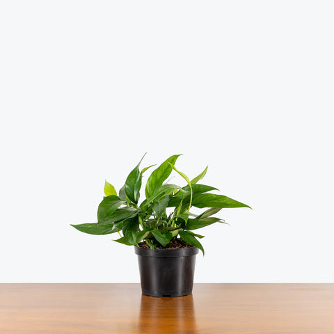Epipremnum Pinnatum - Baltic Blue Pothos