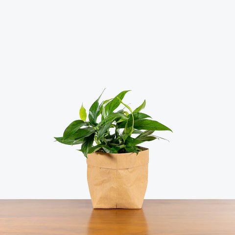 Epipremnum Pinnatum - Baltic Blue Pothos