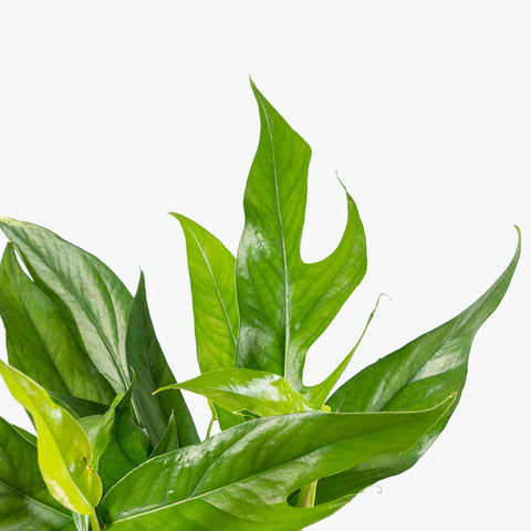 Epipremnum Pinnatum - Baltic Blue Pothos
