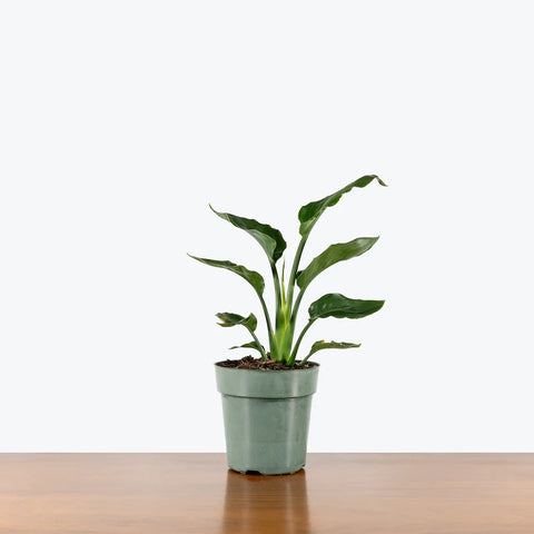 Bird of Paradise - Orange Reginae