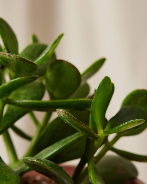 Crassula Ovata