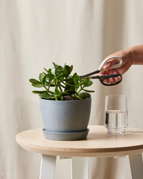 Crassula Ovata