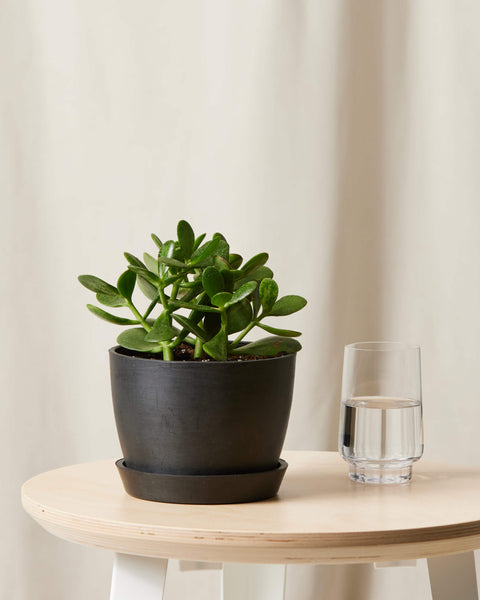 Crassula Ovata