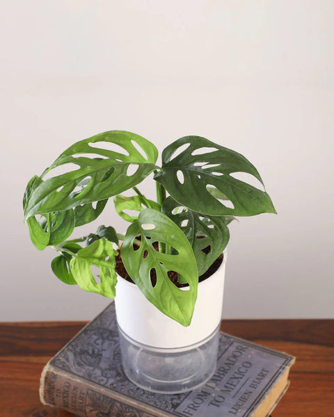 Philodendron Broken Heart