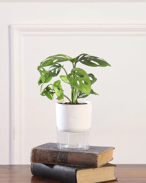Philodendron Broken Heart