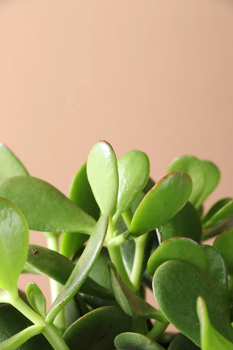 Crassula Ovata