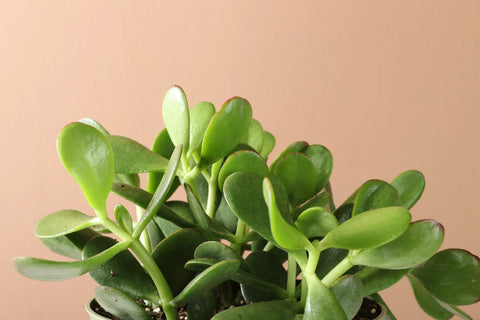 Crassula Ovata