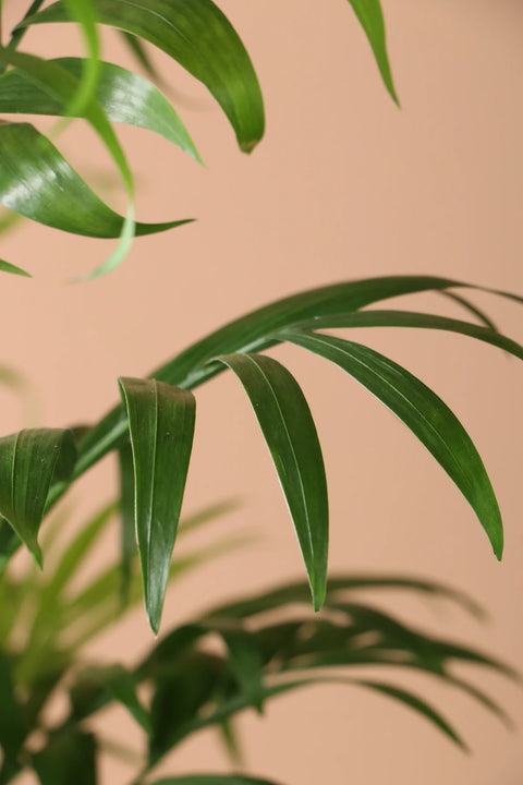Parlour Palm