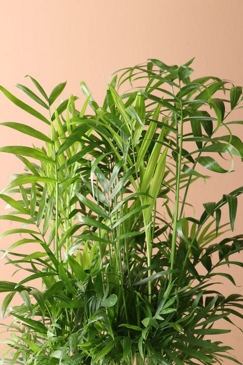 Parlour Palm