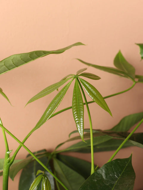 Money Tree
