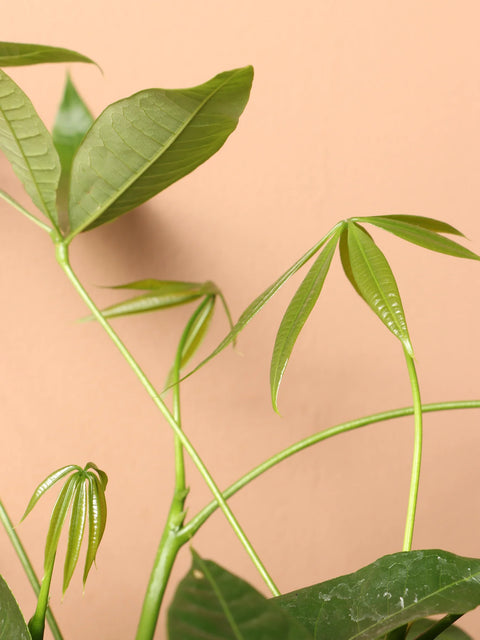 Money Tree