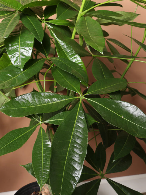 Money Tree