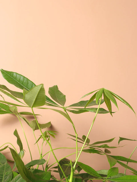 Money Tree