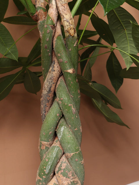 Money Tree