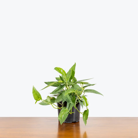 Epipremnum Pinnatum - Cebu Blue Pothos