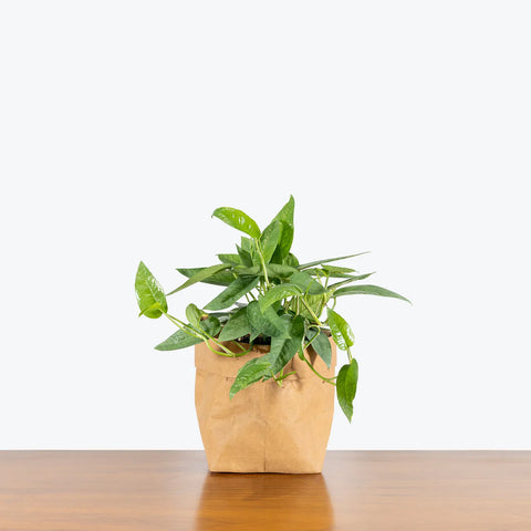 Epipremnum Pinnatum - Cebu Blue Pothos