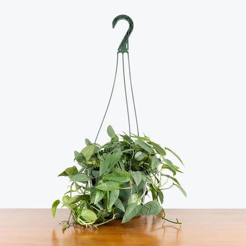 Epipremnum Pinnatum - Cebu Blue Pothos