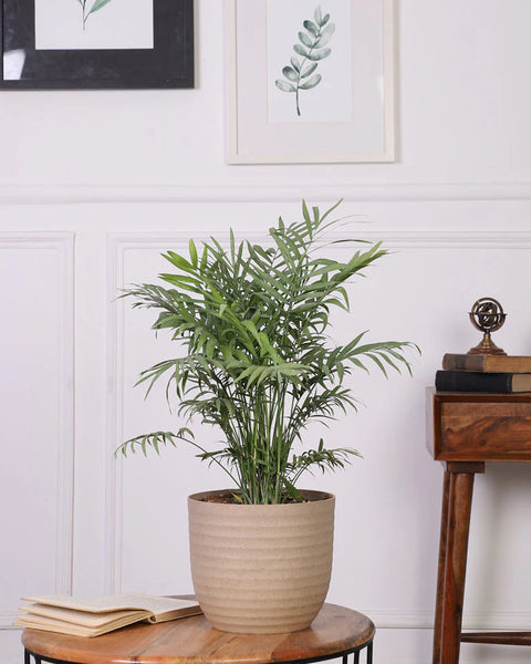 Parlour Palm