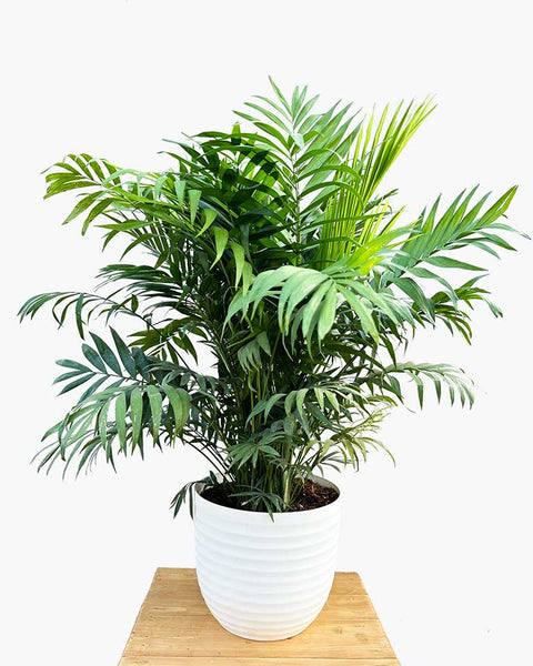 Parlour Palm