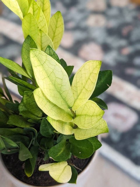 Zamioculcas Zamiifolia 'Chameleon'
