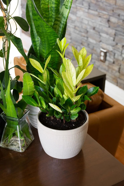Zamioculcas Zamiifolia 'Chameleon'