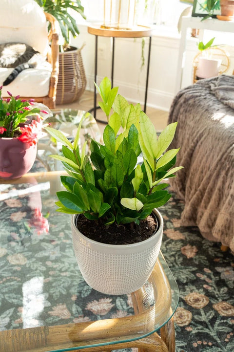 Zamioculcas Zamiifolia 'Chameleon'