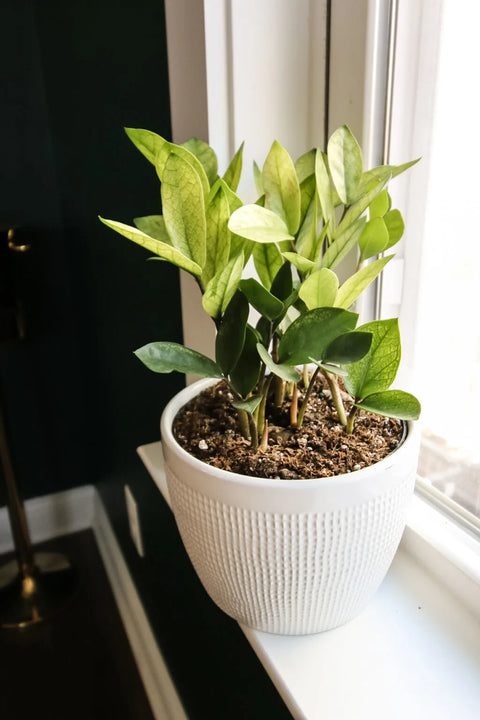 Zamioculcas Zamiifolia 'Chameleon'