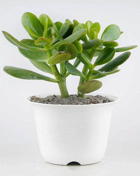 Crassula Ovata
