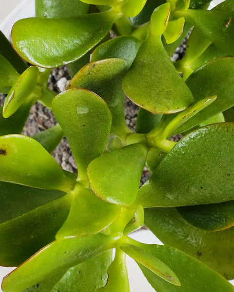 Crassula Ovata