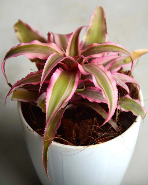 Earth Star - Pink
