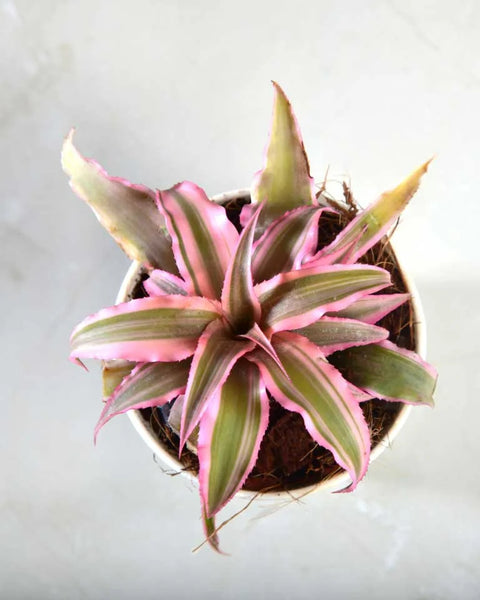 Earth Star - Pink