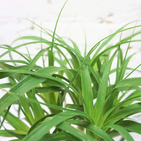 Nolina Palm