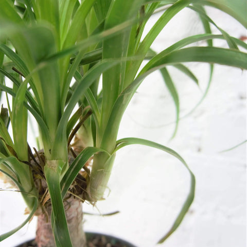Nolina Palm