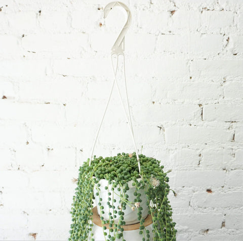 String of Pearls XL