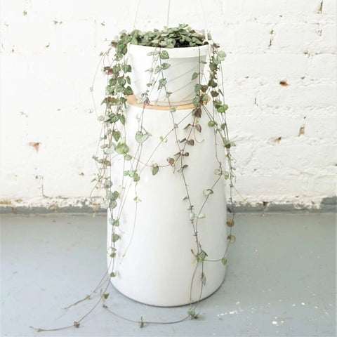 String of Hearts