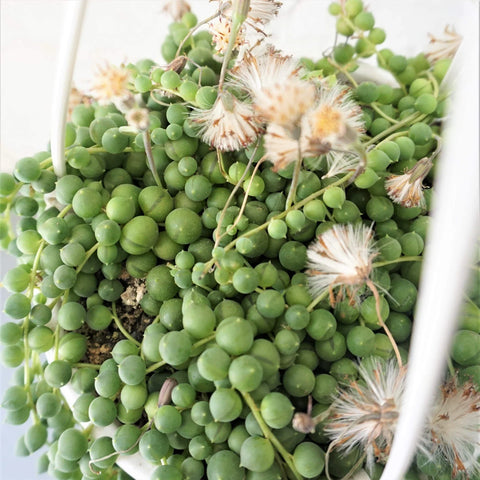 String of Pearls XL