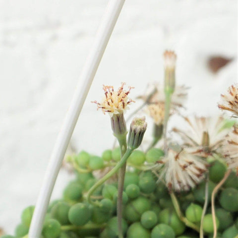 String of Pearls XL