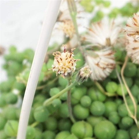 String of Pearls XL