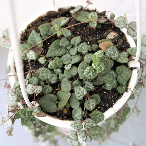 String of Hearts
