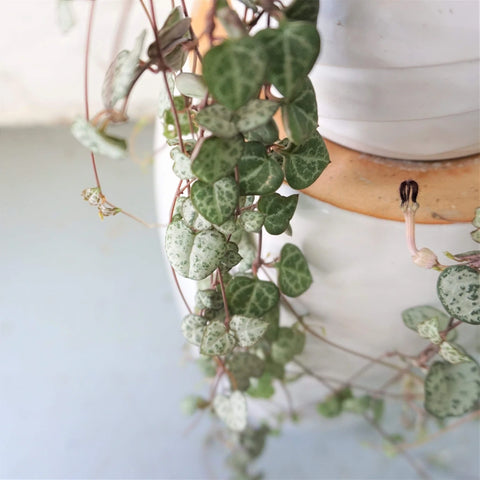 String of Hearts