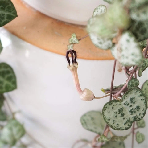 String of Hearts