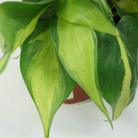 Philodendron Oxycardium Brasil Variegated