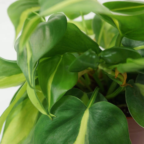 Philodendron Oxycardium Brasil Variegated