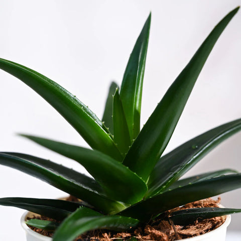 Aloe Vera Green Mini