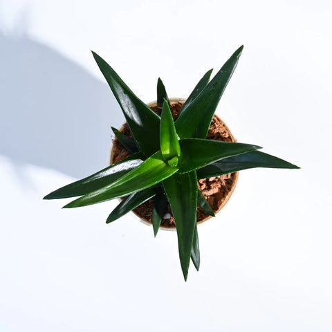 Aloe Vera Green Mini