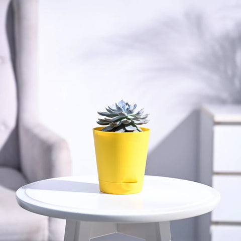 Echeveria Subsesilis Hybrid Silver